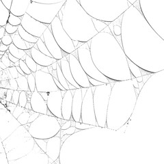 Close up of a spider web in black and white
