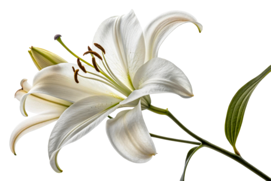 White Lily Flower Against a Clean Background