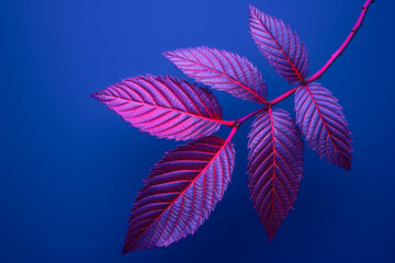 Vibrant plant leaves glowing with blue, purple, and pink neon light on a dark background