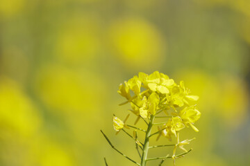 菜の花