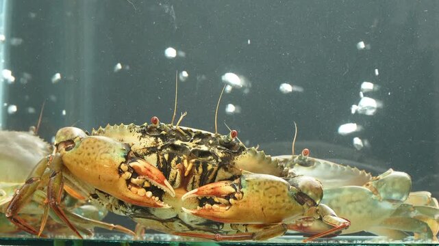 A front-view close-up of a live female mud crab (Scylla serrata) in a glass aquarium. Shot against a black background with water bubbles.