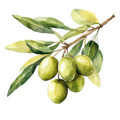 A branch with green olives on transparent background