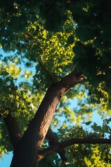 Low-angle view of a tree trunk and branches, lush green leaves, and a bright blue sky