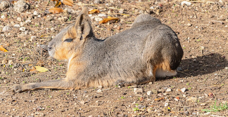 Patagonian mara, cute animal