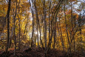 Autumn forest sunlight illuminates golden trees in a vibrant natural woods scene