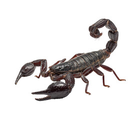 Dangerous scorpion isolated on transparent background