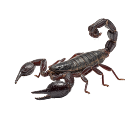 Dangerous scorpion isolated on transparent background