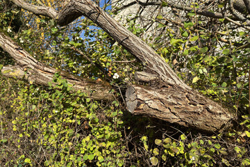 Wooden branch surrounded by vibrant green foliage in sunny weather