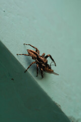Insect photography theme of House spider gripping and paralyzing a fly on the edge of a wall....
