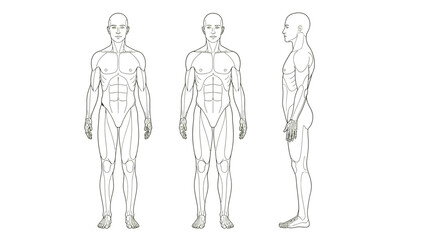 Human Male Body Anatomy Outline Vector Illustration (Front and Side Profile Views)