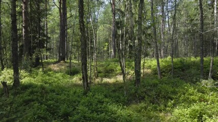 Aerial flythrough through a sunny gorgeous summer time or spring forest with lush foliage and plants in between tall trees and blue sky visible in the background. Smooth motion in between branches. - Powered by Adobe