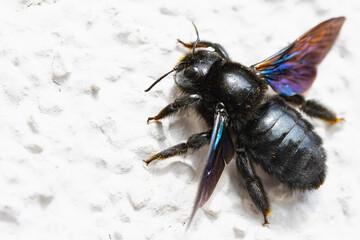 Blaue Holzbiene