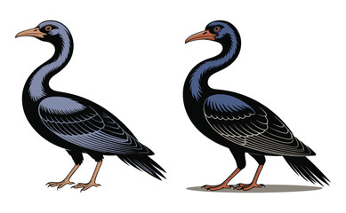 Two detailed illustrations of a bird with a long neck and a curved beak, in profile.