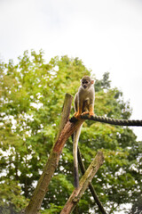 Squirrel monkey (Saimiri sciureus) walking and climbing on ropes in outdoor enclosure. Small New World primate with yellow limbs and long tail.