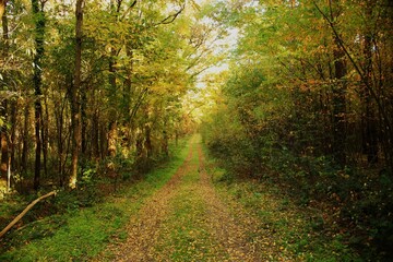 Forest. Leaf. Path.
