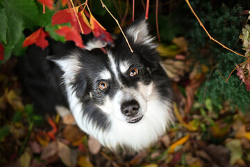 Obraz premium Beautiful Border Collie dog posing among colorful autumn leaves. Intelligent herding dog with bright eyes surrounded by red and orange foliage, looking up at the camera.