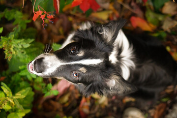 Beautiful Border Collie dog posing among colorful autumn leaves. Intelligent herding dog with...