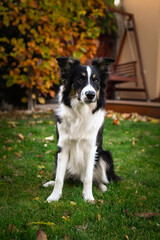 Beautiful Border Collie dog posing among colorful autumn leaves. Intelligent herding dog with bright eyes surrounded by red and orange foliage, looking up at the camera.