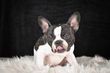 French Bulldog lying on a fluffy white rug against a black background, looking calm and relaxed.	