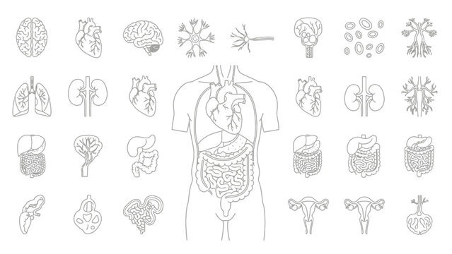 Human Internal Organs and Anatomy Line Icons Set. Medical Vector Illustration of Brain, Heart, Lungs, Liver, Kidney, Digestive System, and Neurons.