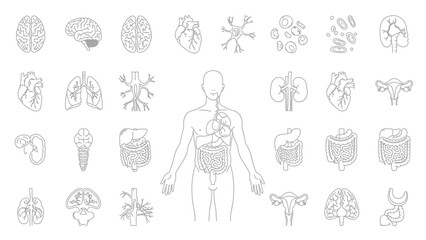 Human Internal Organs Vector Icons Set. Outline Anatomy Symbols Collection for Medicine, Biology, and Healthcare Education, featuring brain, heart, lungs, kidneys, and digestive system elements.