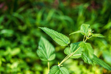 Fresh nettle leaves with serrated edges