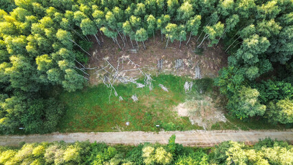 Cleared forest section with dirt road and trees