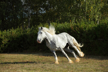 Heavy draft horse runs gallop  on the green summer meadow