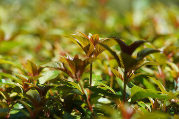 honeybee in green leaves in autumn
