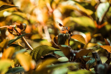 Honeybee in slow motion in summer 