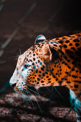 close up portrait of a leopard