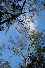 trees in the sky