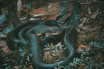 black king cobra