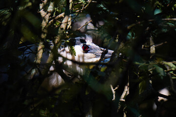 bird on a tree