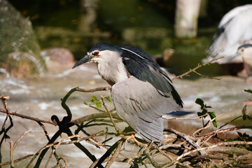 black crowned night heron ardea cinerea