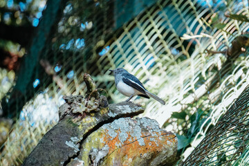 great tit parus major on a branch