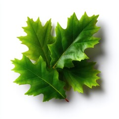 Fototapeta premium Fresh Green Maple Leaves on White Background for Nature Lover
