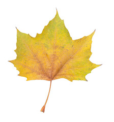 autumn  leaf isolated on transparent background