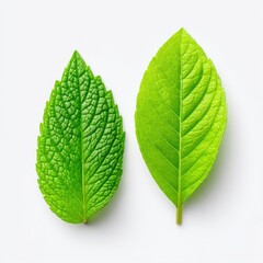 Obraz premium Close-up View of Textured Green Leaves on White Background