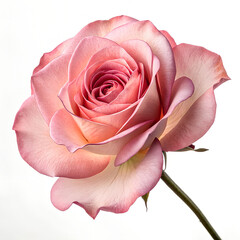 Different angle of pink rose isolated