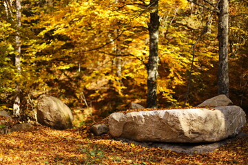 Autumn colors in the park