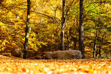 Autumn colors in the park