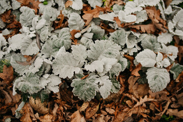 Green leaves in the frost on a background of yellow grass background image