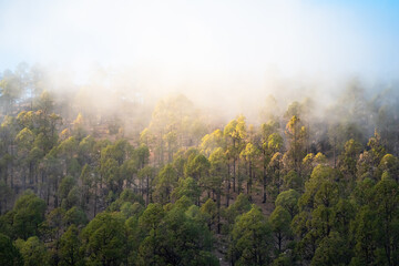 Sunlit pine forest covered in morning mist on a mountain slope. Soft golden light and fog create a serene and ethereal natural landscape.