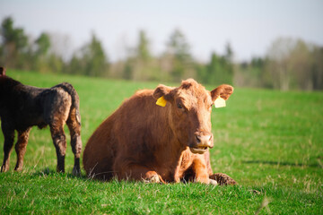 Relaxed brown cow on a rural green farm.