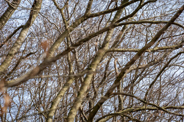 Tree top background pattern