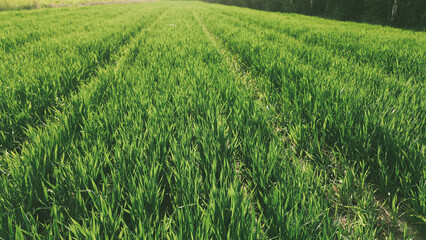 Spring cereal crop growing in rural farmland