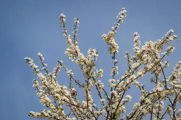 Bright spring landscape with blooming white flowers on tree branches against a soft blue sky.