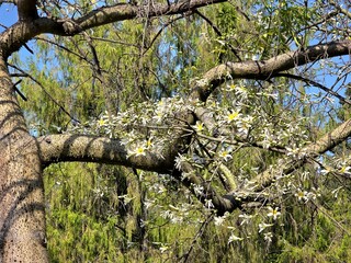 tree in bloom