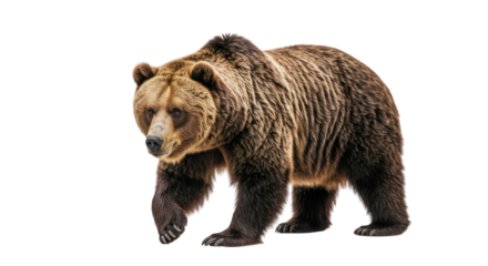 Brown bear walking, full body view against a black background